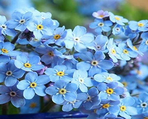 <notranslate>A Lot of 500 Myosotis Chting Seeds</notranslate>