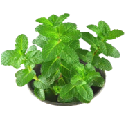 <notranslate>A Lot of 30 Green Mint Seeds</notranslate>
